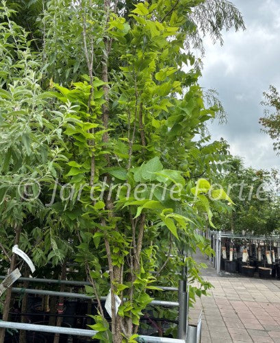 Celtis "Prairie Sentinel"