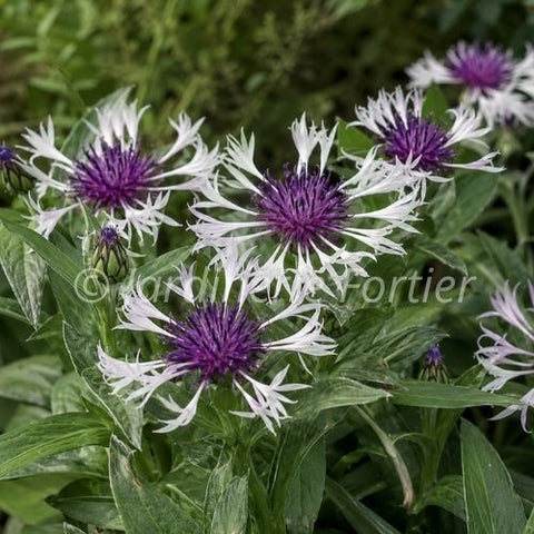Centaurea montana "Amethyst in Snow"