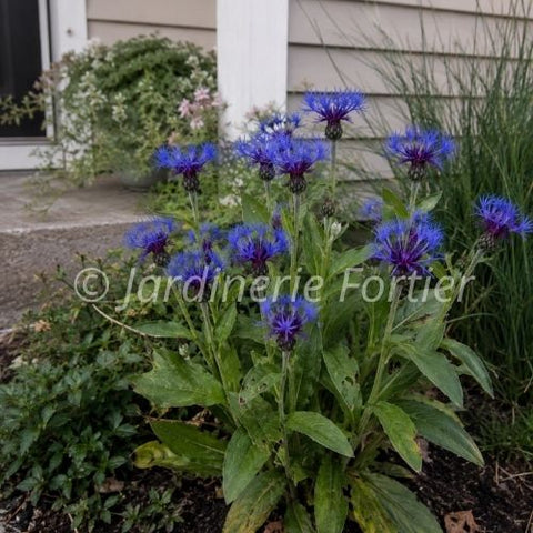 Centaurea "Montana"