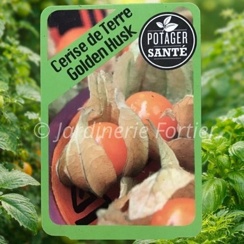 Cerise de Terre / Potager Santé