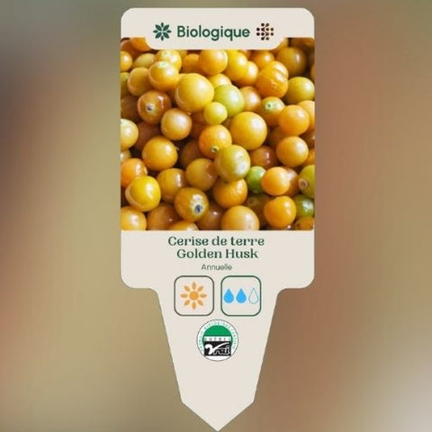 Plant de "Cerise de terre Golden Husk" – Écoumène
