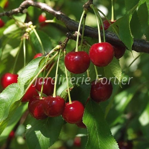 Cerisier "Crimson passion"