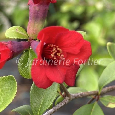 Chaenomeles "Fire Dance"