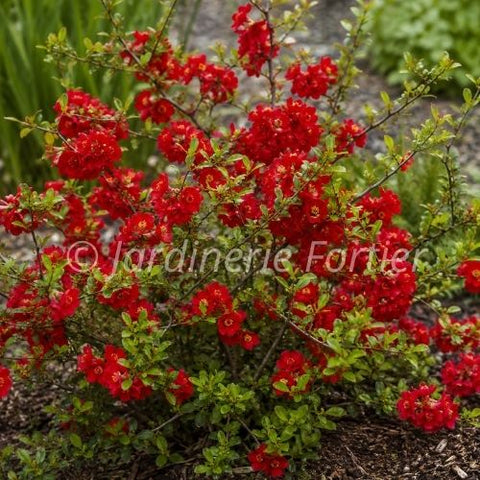 Chaenomeles "Fire Dance"