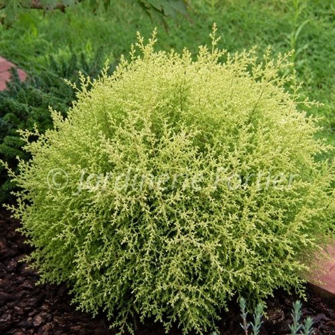 Chamaecyparis pisifera "Cream Ball"