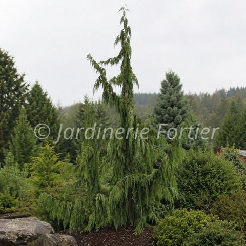 Chamaecyparis nootkatensis "Jubilee"