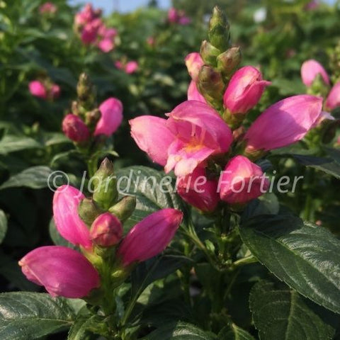 Chelone "Tiny Tortuga"