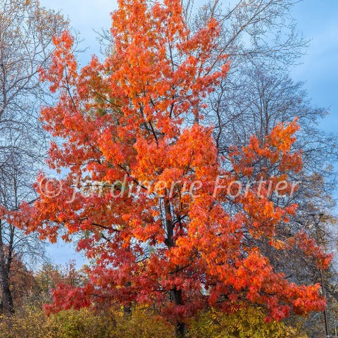 Chêne rouge "Rubra"