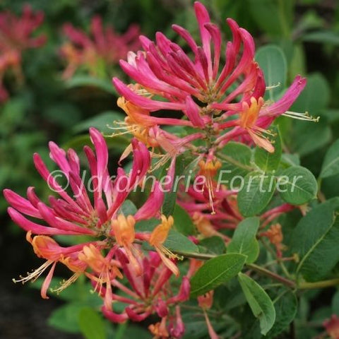 Chèvrefeuille "Goldflame"