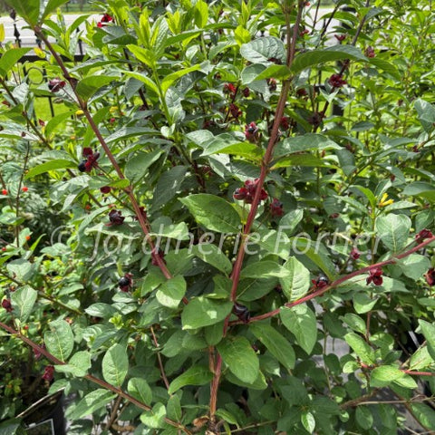 Chèvrefeuille "Involucrata"