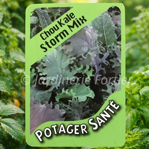 Chou Kale / Potager Santé