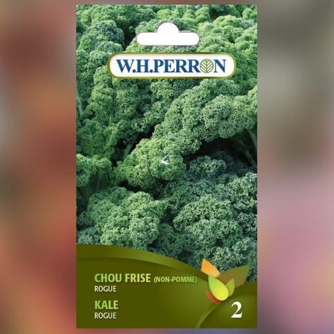 Semence de "Kale Rogue vert" non traité