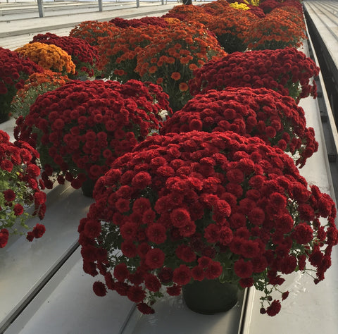 Plante d'intérieur "Chrysanthème"