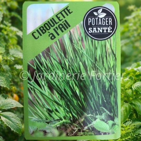 Ciboulette à l'ail / Potager Santé
