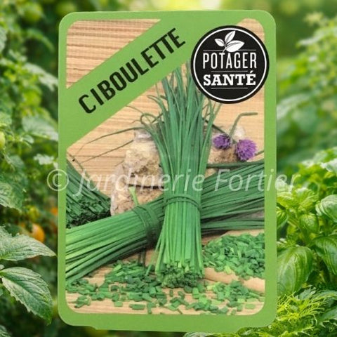Ciboulette / Potager Santé