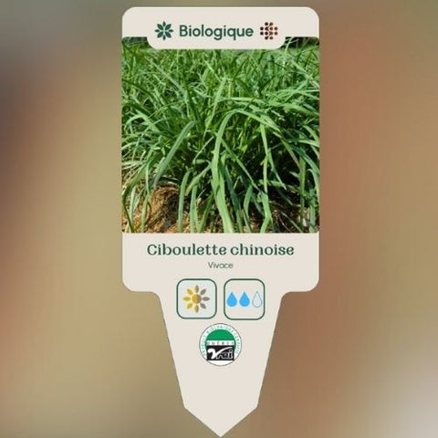 Plant de "Ciboulette chinoise" – Écoumène