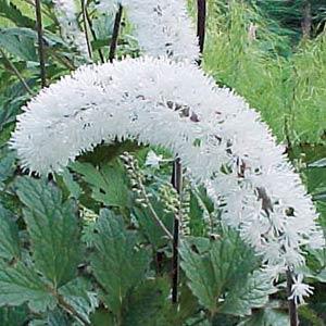 Cimicifuga "White Pearl"