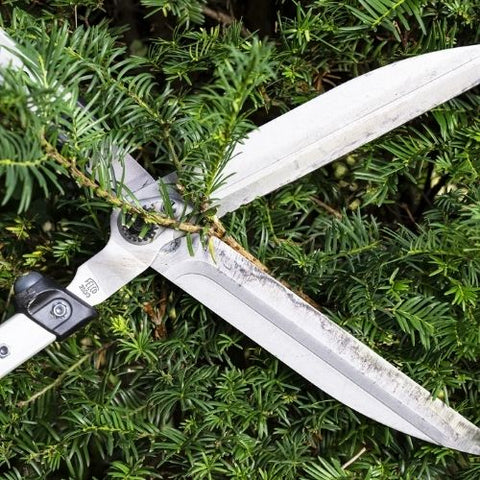 Cisaille à haies FELCO 250-63