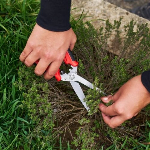 Ciseau pour herbes aromatiques FELCO 456