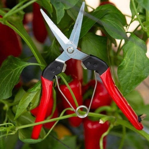 Ciseaux de Récolte et de Taille FELCO 322
