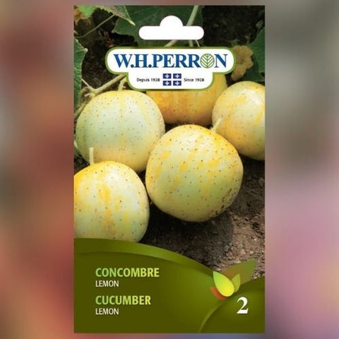 Semence de "Concombre citron"