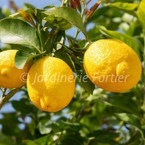 Fruitier Citronnier Meyer - Agrume