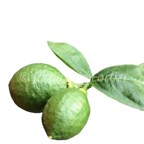Fruitier Limier - Agrume