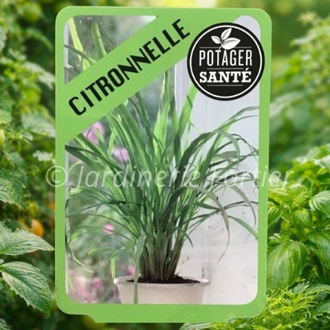 Citronnelle / Potager Santé