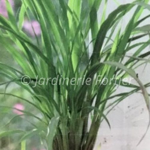 Citronnelle / Potager Santé