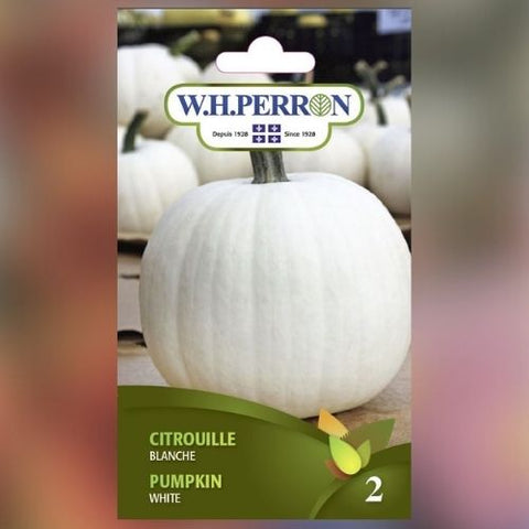 Semence de "Citrouille blanche"