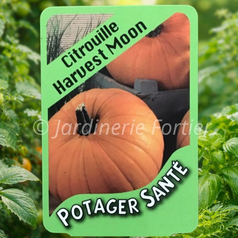 Citrouille Harvest Moon / Potager Santé