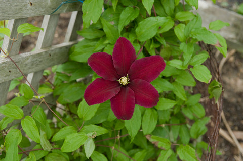 Clématite "Niobe"
