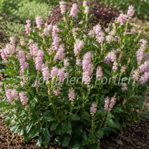 Cléthra "Pink Spires"