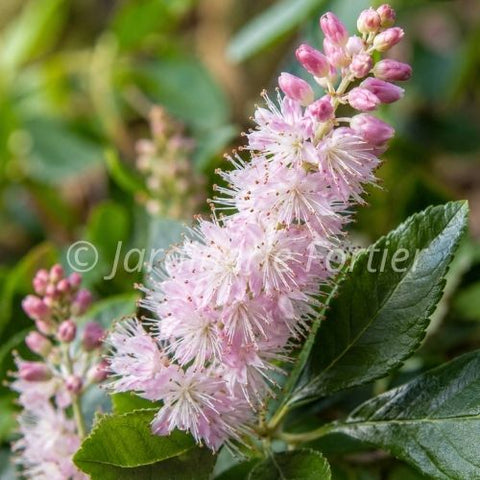 Cléthra "Pink Spires"