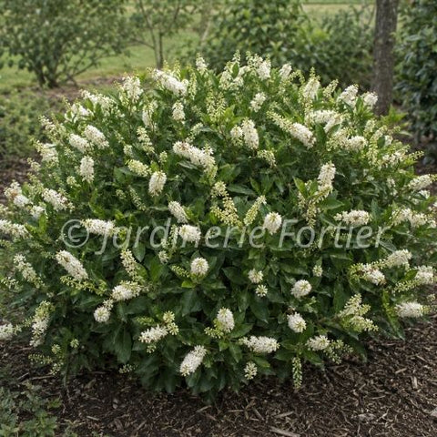 Clethra "Sugartina chrystalina"