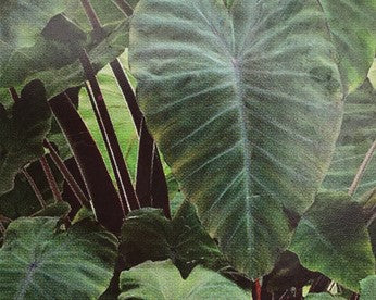 Colocasia heart of the jungle