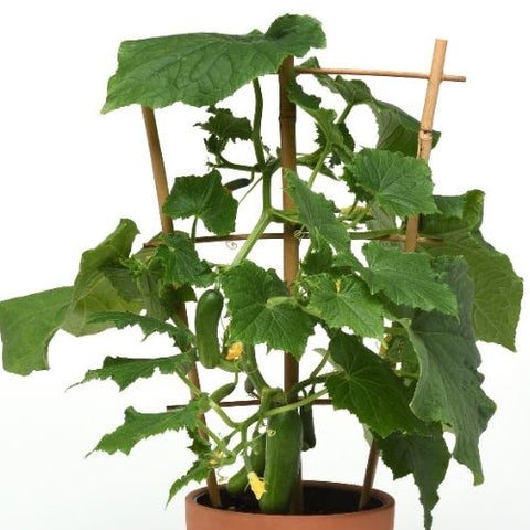 Semence de "Concombre Quick Snack" non traité