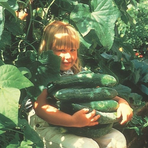 Semence de "Concombre Sweet Success" traité