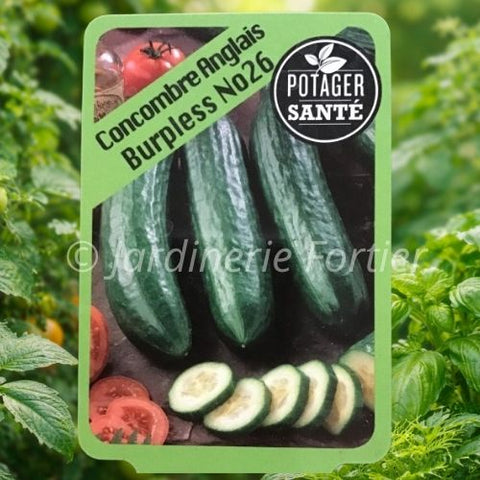 Concombre Anglais / Potager Santé