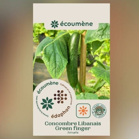 Plant de concombre libanais 'Green Finger' – Écoumène