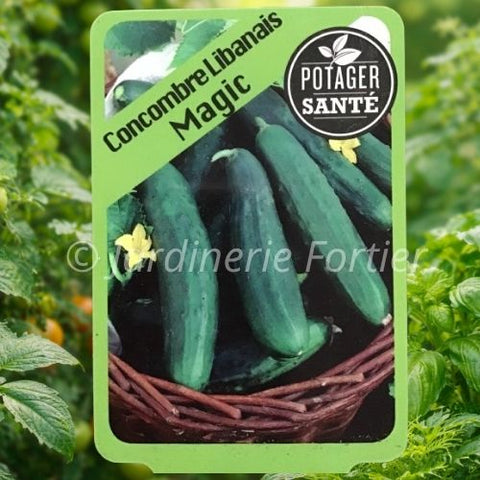 Concombre Libanais / Potager Santé