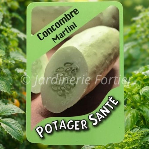 Concombre Martini Slicing / Potager Santé