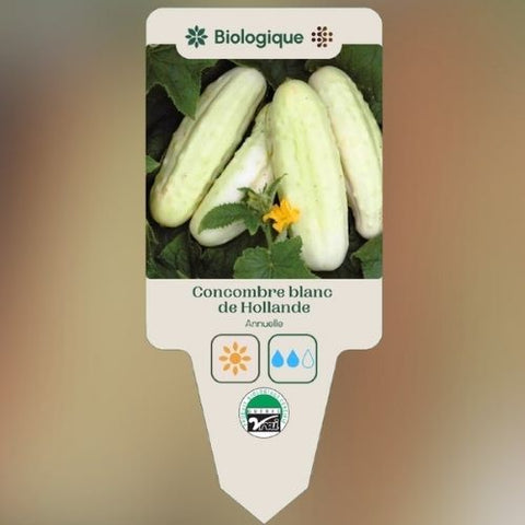 Plant de "Concombre blanc de Hollande" – Écoumène
