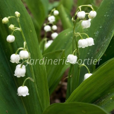 Convallaria majalis