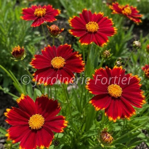 Coreopsis "Uptick red"
