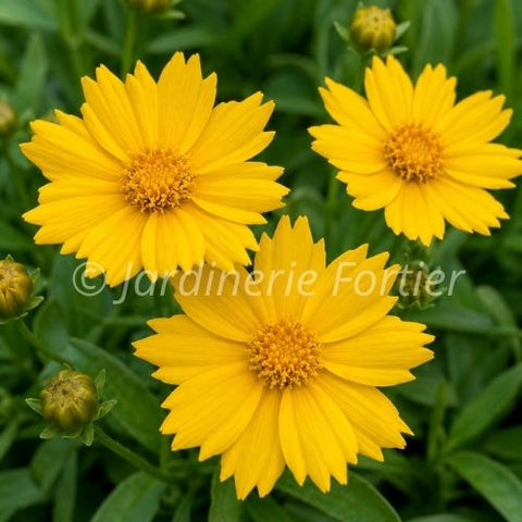 Coreopsis auriculata "Nana"