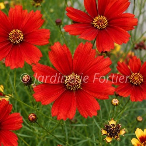 Coreopsis "Fall Sensation Vermillion"