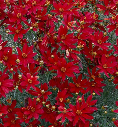 Coreopsis "Sizzle and Spice Hot Paprika"