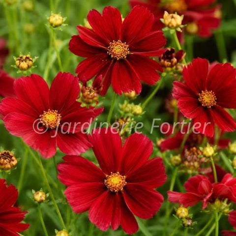 Coreopsis Designer Threads "Scarlet Ribbons"