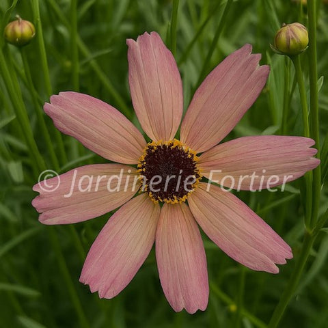 Coreopsis "Fall Sensation Quartz"
